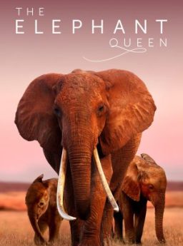 The Elephant Queen อัศจรรย์ราชินีแห่งช้าง